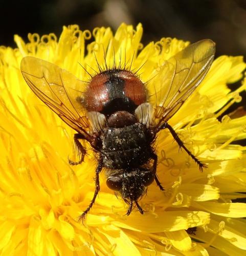 Peleteria rubescens